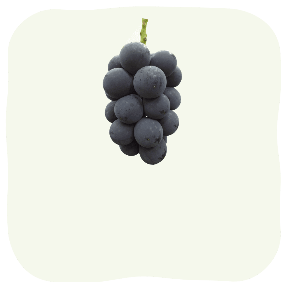 ナガノパープル